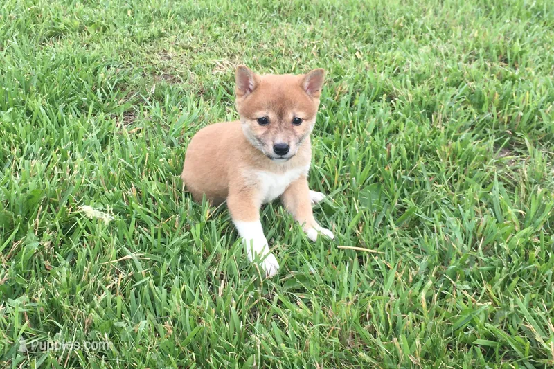 Marly  – Shiba Inu puppy for sale in Seymour, MO