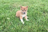 Marly , a female Shiba Inu for sale in Seymour, MO – 1 of 3