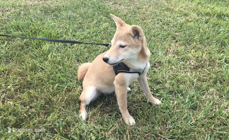 Roxie  – Shiba Inu puppy for sale in Seymour, MO