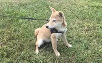 Roxie , a female Shiba Inu for sale in Seymour, MO – 1 of 5