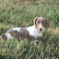 Bella , a female Miniature Dachshund for sale in Seymour, MO – 3 of 8