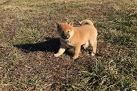 Riki, a male Shiba Inu for sale in Seymour, MO – Photo 4 of 5