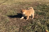 Riki, a male Shiba Inu for sale in Seymour, MO – Photo 5 of 5
