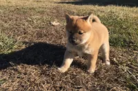 Riki, a male Shiba Inu for sale in Seymour, MO – Photo 1 of 5