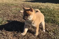 Riki, a male Shiba Inu for sale in Seymour, MO – Photo 2 of 5