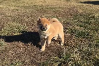Riki, a male Shiba Inu for sale in Seymour, MO – Photo 3 of 5