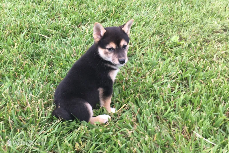 Carly – Shiba Inu puppy for sale in Seymour, MO