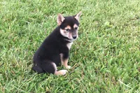 Carly, a female Shiba Inu for sale in Seymour, MO – 1 of 5