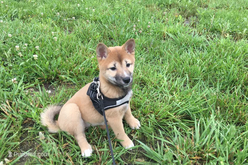 Hollie  – Shiba Inu puppy for sale in Seymour, MO