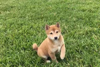 Venus , a female Shiba Inu for sale in Seymour, MO – 4 of 5