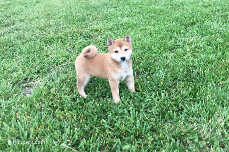 Venus  – Shiba Inu puppy on hold in Seymour, MO