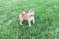 Venus , a female Shiba Inu for sale in Seymour, MO – 1 of 5