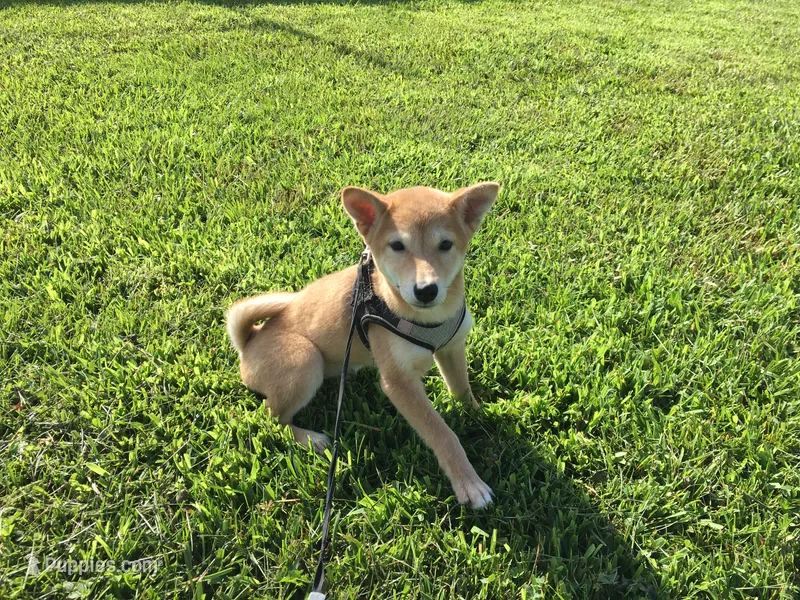 Roxie  – Shiba Inu puppy for sale in Seymour, MO