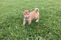 Roxie , a female Shiba Inu for sale in Seymour, MO – 2 of 4
