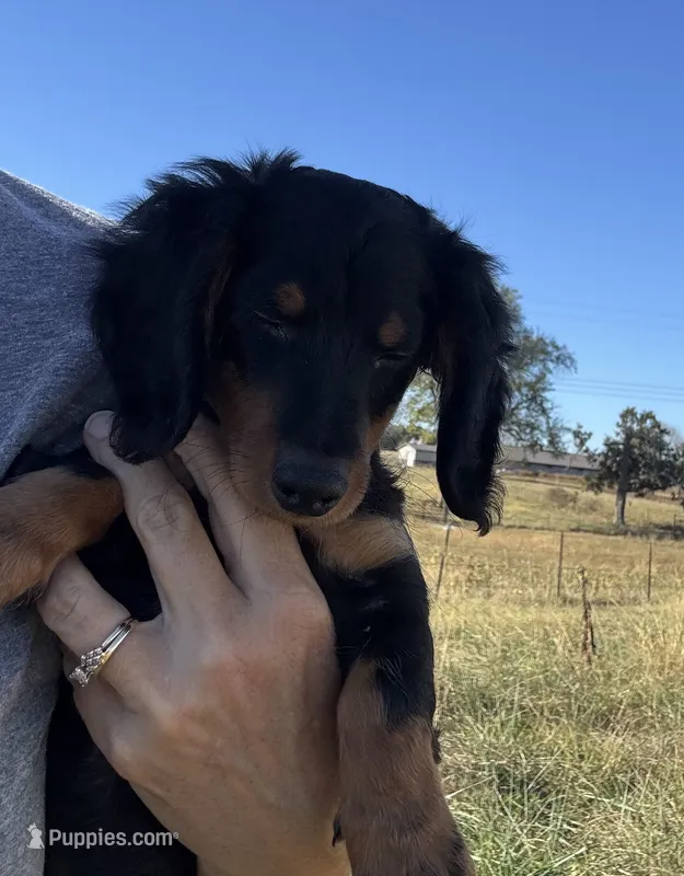 Ranger  – Miniature Dachshund puppy for sale in Seymour, MO
