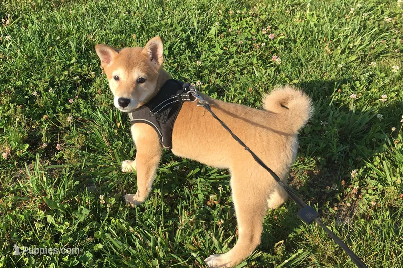 Roxie  – Shiba Inu puppy for sale in Seymour, MO