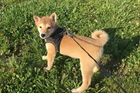 Roxie , a female Shiba Inu for sale in Seymour, MO – 1 of 5