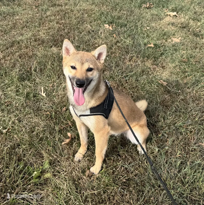 Ellie – Shiba Inu puppy for sale in Seymour, MO