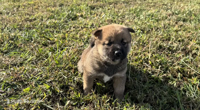 PHOEBE – Shiba Inu puppy for sale in Seymour, MO