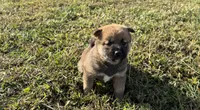PHOEBE, a female Shiba Inu for sale in Seymour, MO – 1 of 5