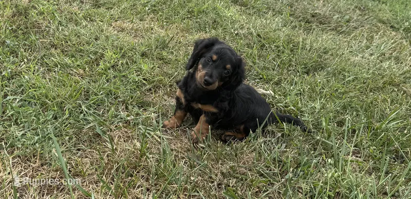 Sierra – Miniature Dachshund puppy for sale in Seymour, MO
