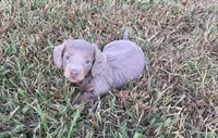 Duke , a male Miniature Dachshund for sale in Seymour, MO – 3 of 6
