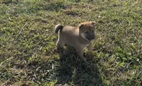Koda, a male Shiba Inu for sale in Seymour, MO – 5 of 6