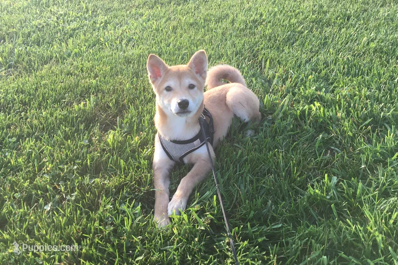 Roxie  – Shiba Inu puppy for sale in Seymour, MO