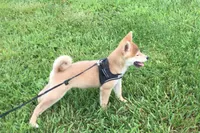 Brody , a male Shiba Inu for sale in Seymour, MO – 6 of 6
