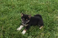 Lexi , a female Shiba Inu for sale in Seymour, MO – 3 of 4