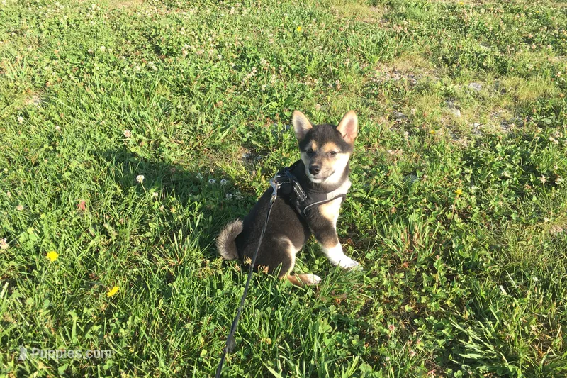 Lexi  – Shiba Inu puppy for sale in Seymour, MO