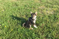 Lexi , a female Shiba Inu for sale in Seymour, MO – 1 of 6