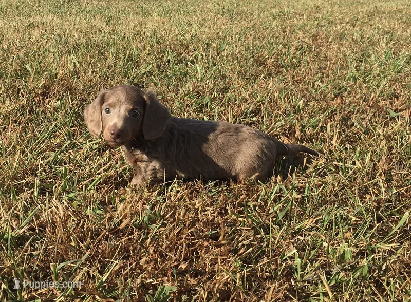 Harper – Miniature Dachshund puppy for sale in Seymour, MO