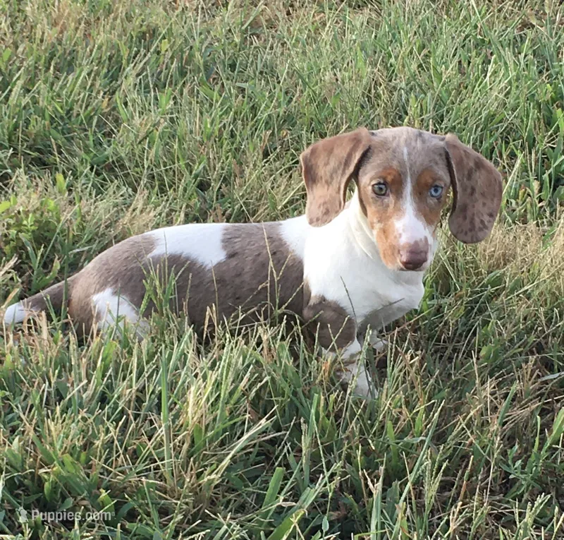 Bella  – Miniature Dachshund puppy for sale in Seymour, MO