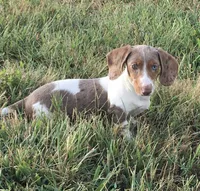 Bella , a female Miniature Dachshund for sale in Seymour, MO – 1 of 8