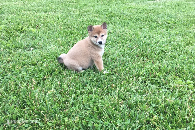 Sadie – Shiba Inu puppy for sale in Seymour, MO