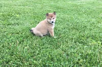 Sadie, a female Shiba Inu for sale in Seymour, MO – 1 of 4