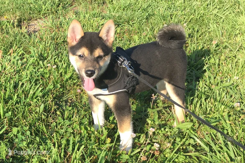 Lexi  – Shiba Inu puppy for sale in Seymour, MO