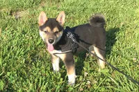 Lexi , a female Shiba Inu for sale in Seymour, MO – 5 of 6