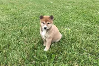 Sadie, a female Shiba Inu for sale in Seymour, MO – 4 of 4