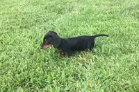 Sharla, a female Miniature Dachshund for sale in Seymour, MO – 2 of 6