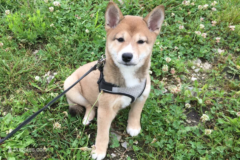Sadie – Shiba Inu puppy on hold in Seymour, MO