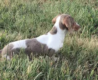 Bella , a female Miniature Dachshund for sale in Seymour, MO – 2 of 8