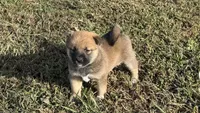 PHOEBE, a female Shiba Inu for sale in Seymour, MO – 3 of 5