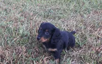 Ranger , a male Miniature Dachshund for sale in Seymour, MO – 4 of 6
