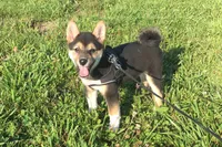Lexi , a female Shiba Inu for sale in Seymour, MO – 3 of 6