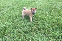 Hollie , a female Shiba Inu for sale in Seymour, MO – 3 of 5