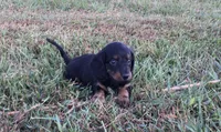 Sierra, a female Miniature Dachshund for sale in Seymour, MO – 3 of 5