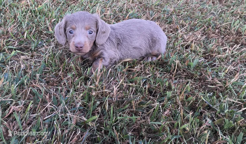 Duke  – Miniature Dachshund puppy for sale in Seymour, MO