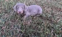 Duke , a male Miniature Dachshund for sale in Seymour, MO – 1 of 6